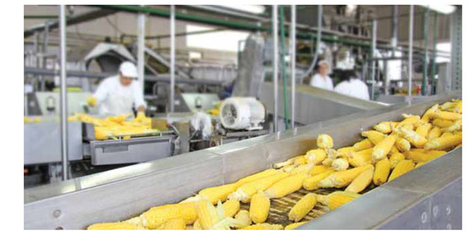A conveyor belt of corn cobs.